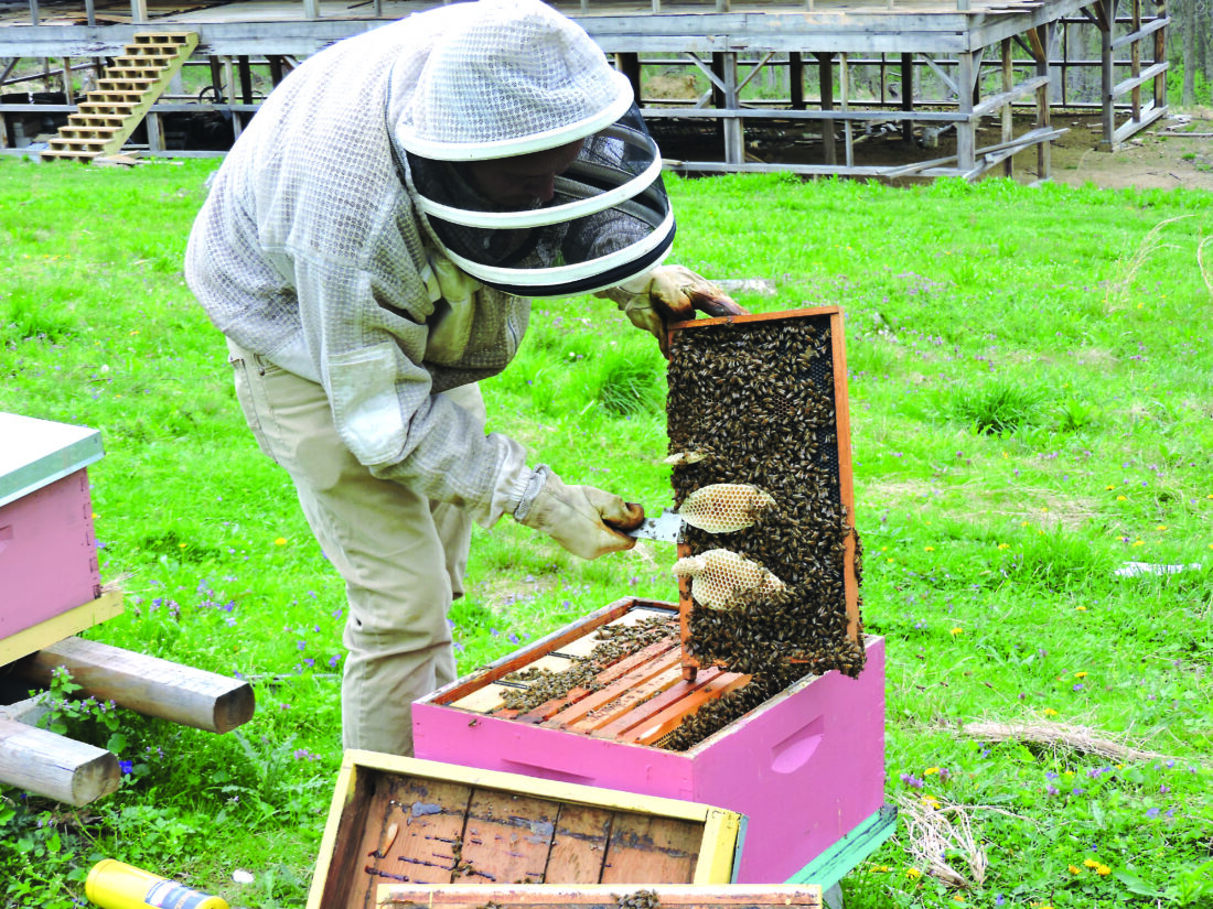 Bee swarm season begins in Ohio Valley | News, Sports, Jobs - Vimarsana News